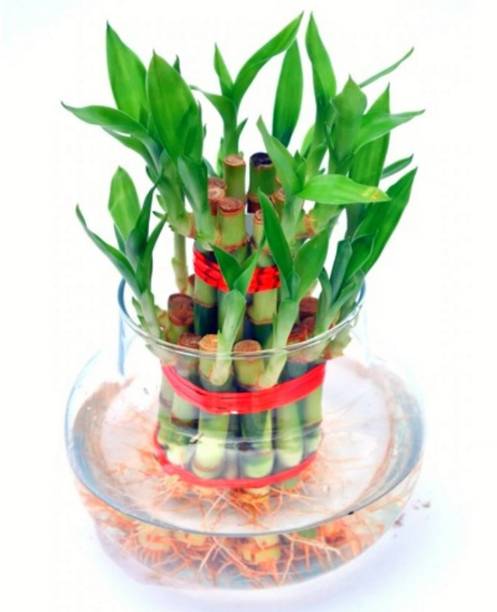 AGAMI Green 2 Layer Lucky Bamboo Indoor Plant for Feng Shui with Big Round Glass