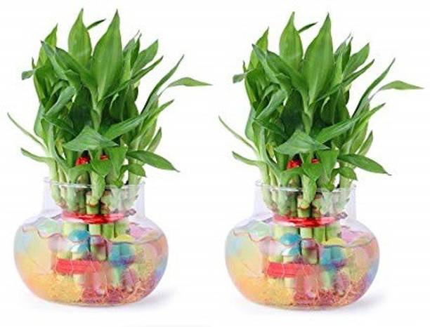 Green Plant indoor GP575 Plant Container Set