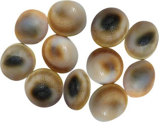 SHIVOHAM Gomti Chakra 11pc Shell Gomti River Stone Decorative Showpiece  -  2 cm
