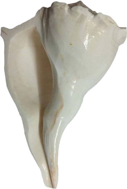 Aadigange Shankh Dakshinavarti 4inch Decorative Shankh