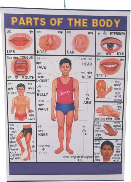 CRAFTWAFT'S BODY PARTS ROLLING CHART (24X20INCH) Photographic Paper