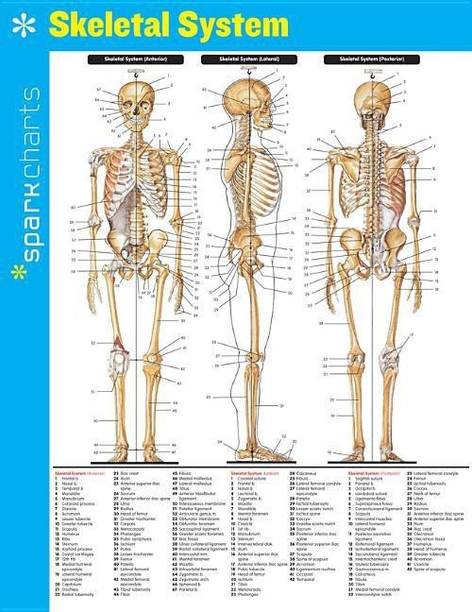 Skeletal System SparkCharts