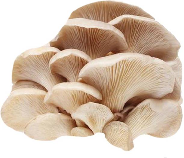 Futaba Organic Garden and Courtyard Mushroom 50 Pcs Seed