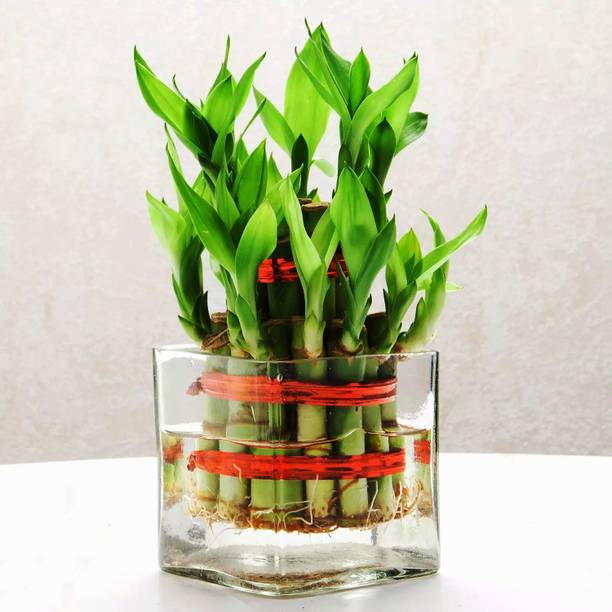 AGAMI Two Layer Bamboo Plant