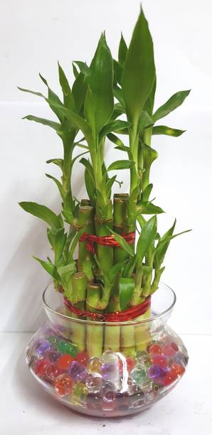 harman india Two Layer Bamboo Plant
