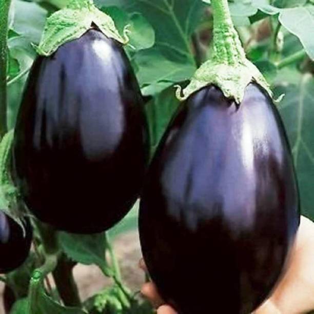 FLORICULTURE GREENS Seeds Plants Garden Brinjal Big Gajraj Organic vegetable F1 Hybrid Seed