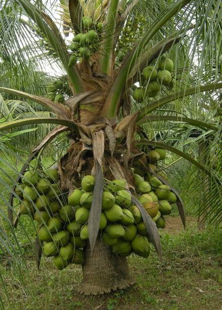 Corofitam Coconut Plant