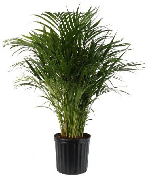 Timbactu Areca Plam
