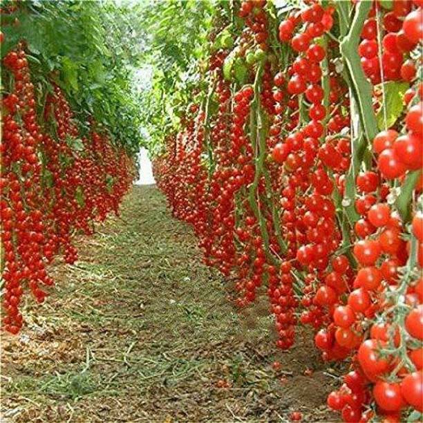 Trothic Gardens Tomato SSK 46 Hybrid F1 Vegetable Seeds Seed