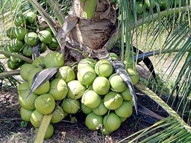 Trothic Coconut Plant