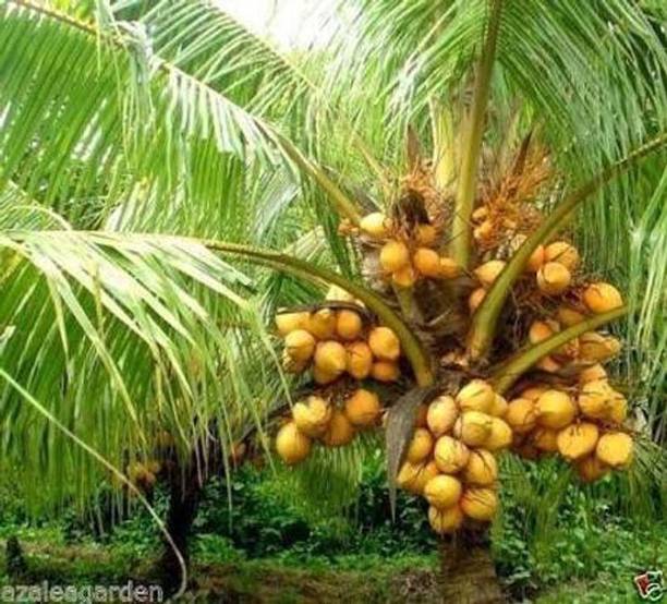 Trothic Coconut Plant