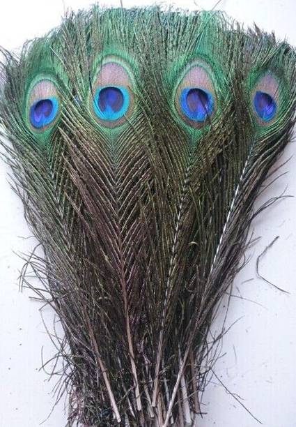 radhey collection Pack of 25 Decorative Feathers