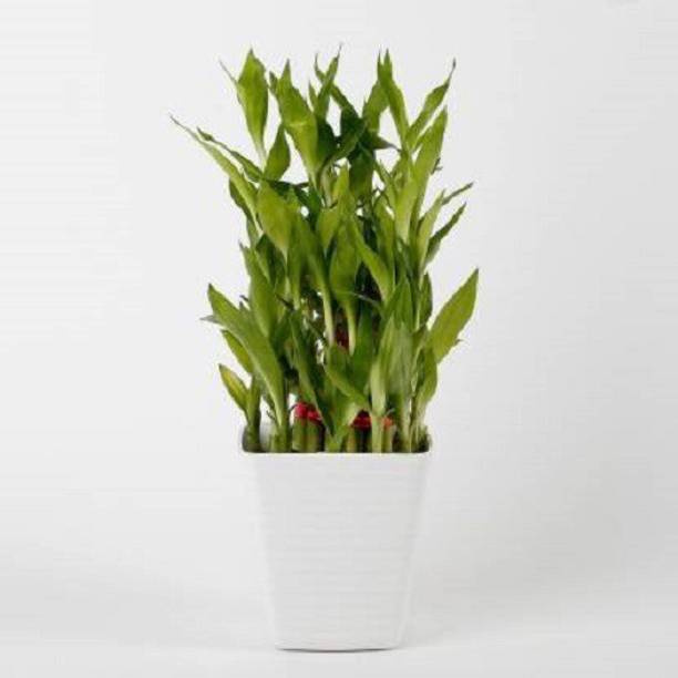 GHF Two Layer Bamboo Plant