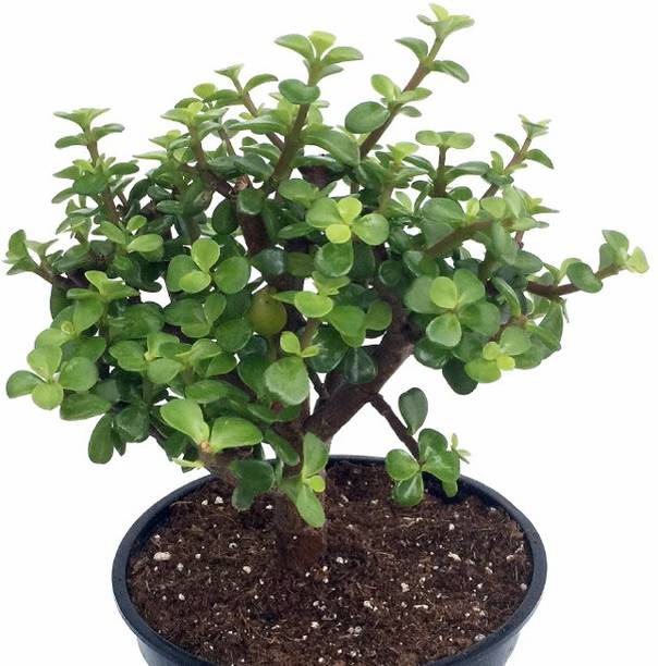 Samarthgreens Jade Plant