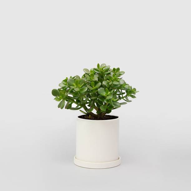 Risenshine Jade Plant