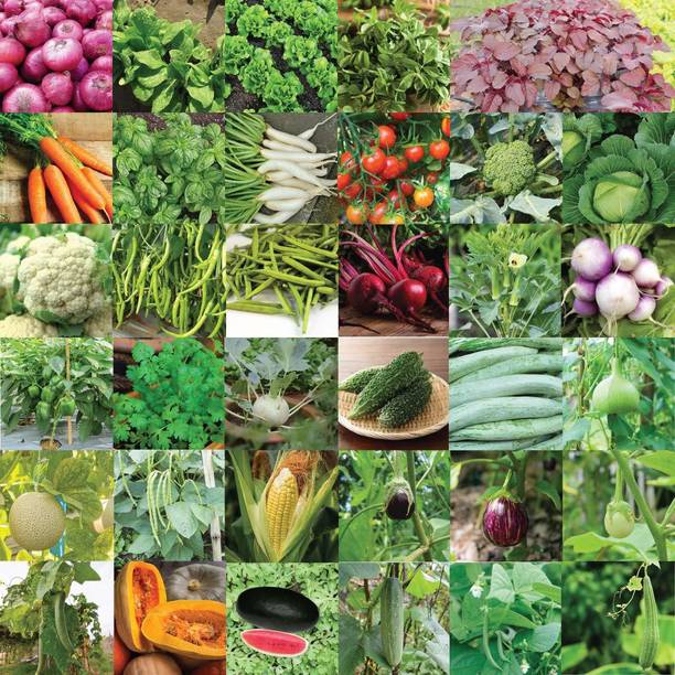 GREENBAAG Vegetable seed Seed