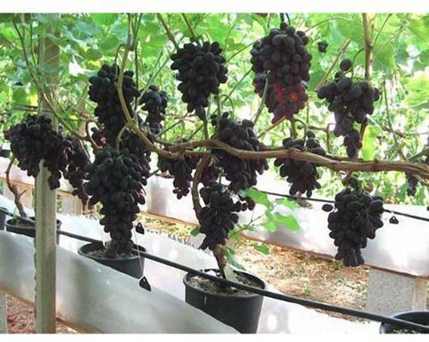 EarthAngel Grapes Plant