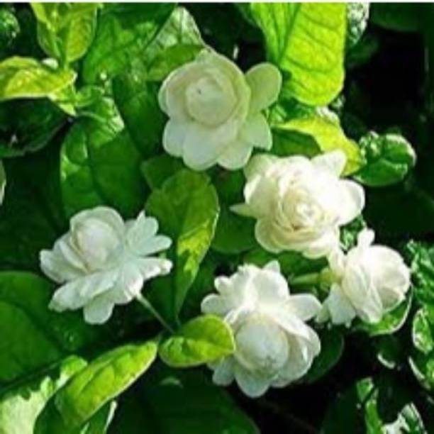 Cloud Farm Jasmine Plant