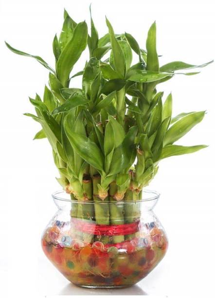 GHF Two Layer Bamboo Plant