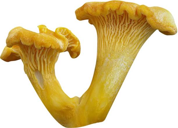 Redoak Succulent Mushroom Seeds Seed