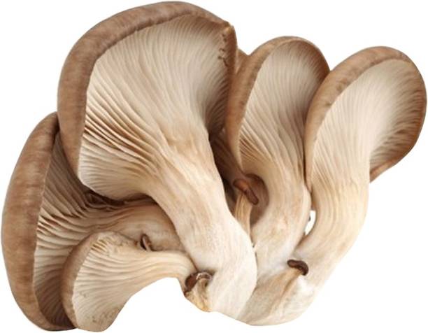 Futaba Organic Garden Mushroom Seeds-50PCS Seed