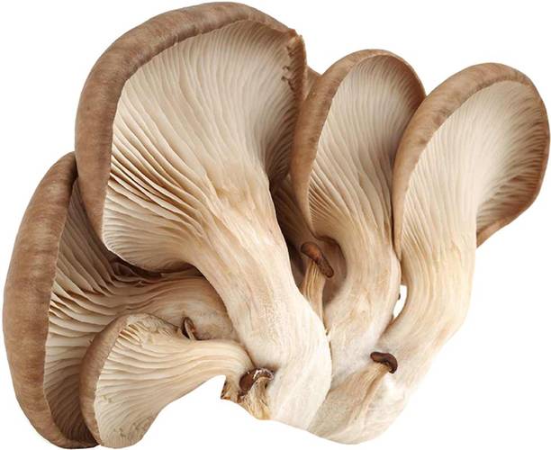 Redoak Organic Garden and Courtyard Mushroom Seeds - 50 Pcs Seed