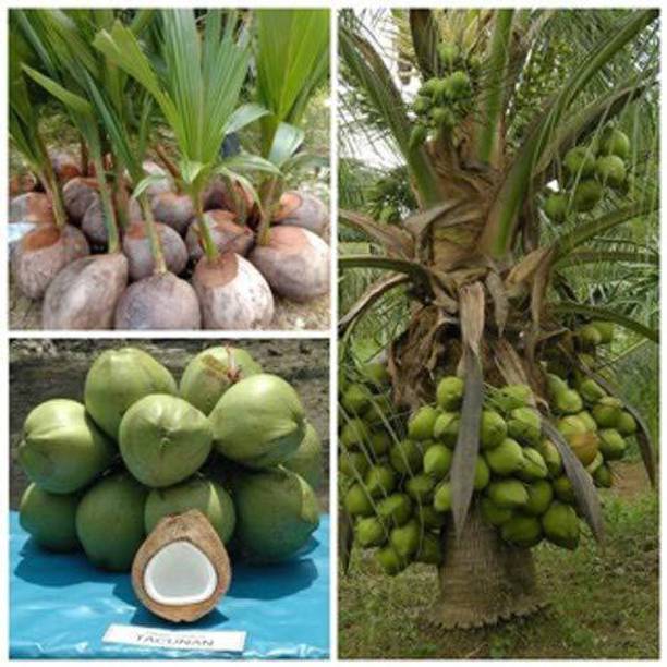 kpenter Coconut Plant
