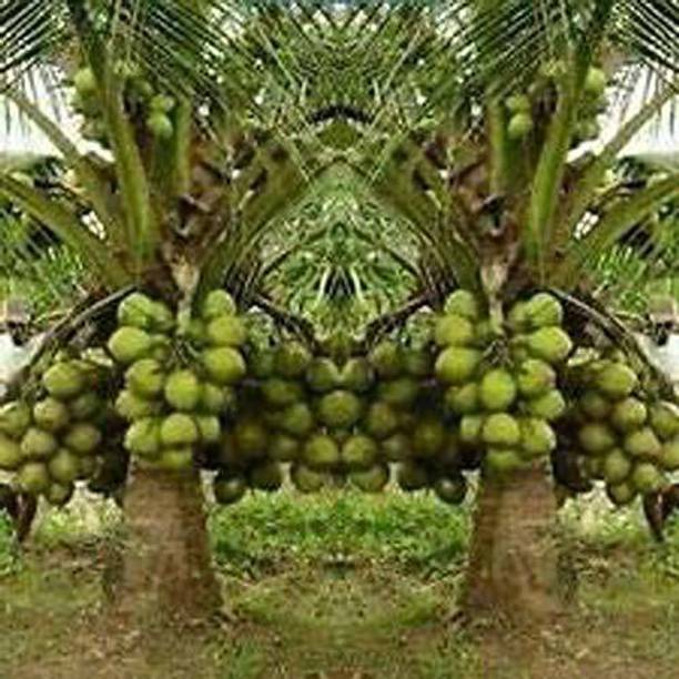 क्लाउड फार्म नारियल का पौधा पौधा