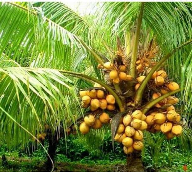 SM PLANT HOUSE Coconut Plant