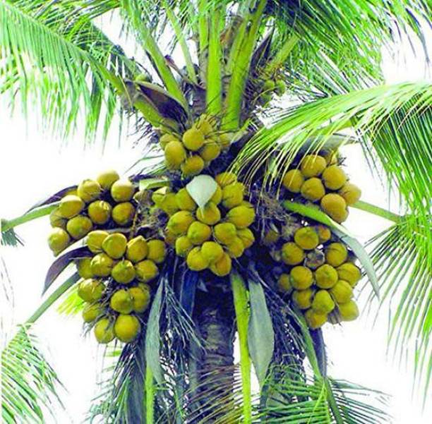 Arlo Coconut Fruit Plant Dwarf Variety DxT Coconut Tree...
