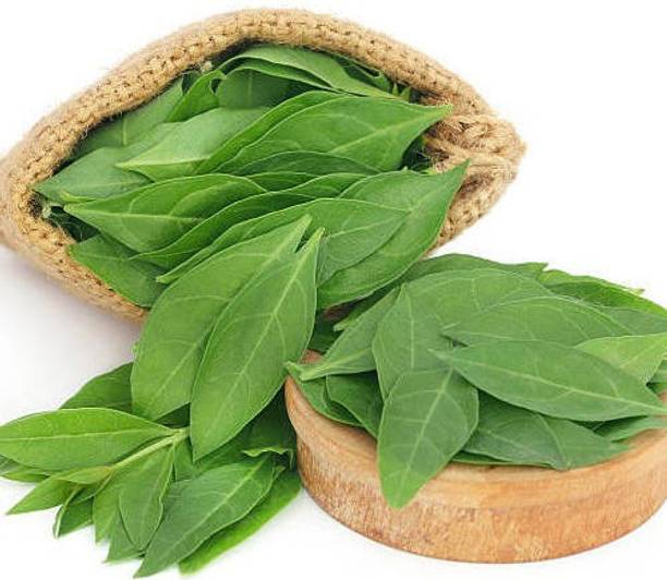 XOLDA Mehendi henna leaves Seed
