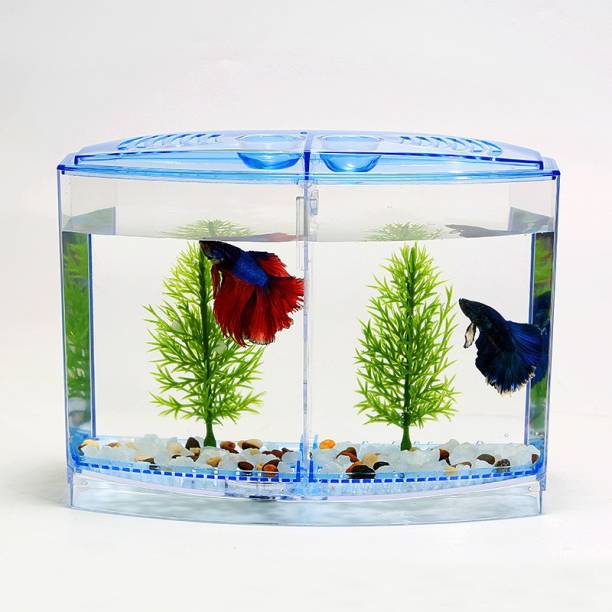 OrchidWala Fighting Fish Isolated Double Box FIsh Tank / Aquarium Concave View Aquarium Tank