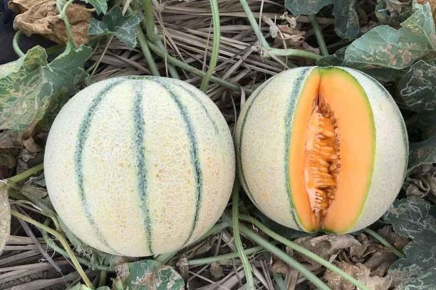 ActrovaX Hybrid Muskmelon [25gm Seeds] Seed