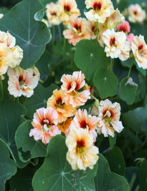Navya germination Nasturtium Salmon Beautiful Flower Seeds F1 Hybrid Special Pack For Your Home Plant and Gardening This Seeds Prepared Like Organic Seed