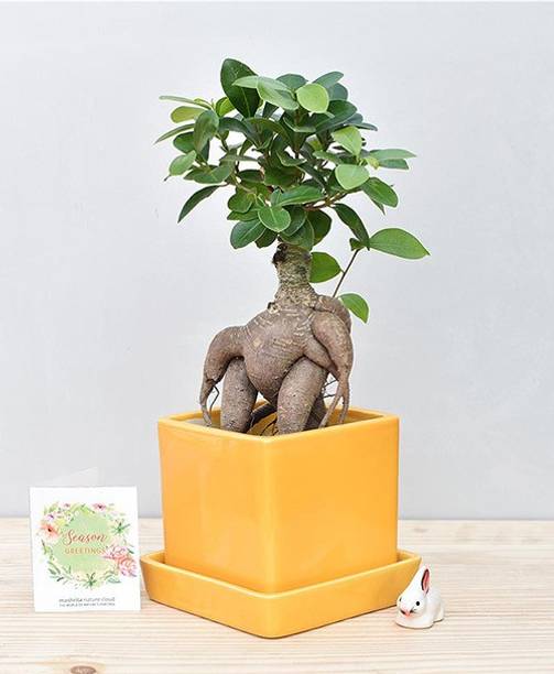 Trothic Ficus Plant