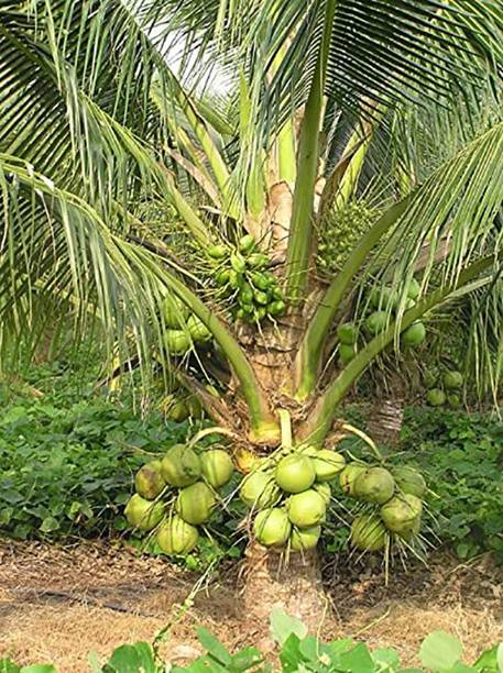 Trothic Coconut Plant