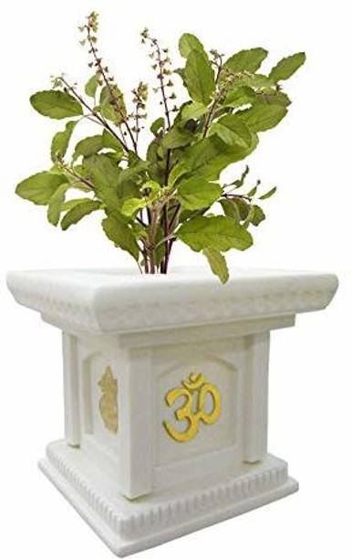 Baishnab Tulsi Plant