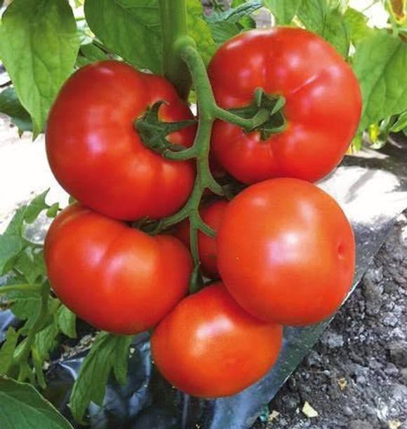RoyalGardening Tamatar, Tomato Seed