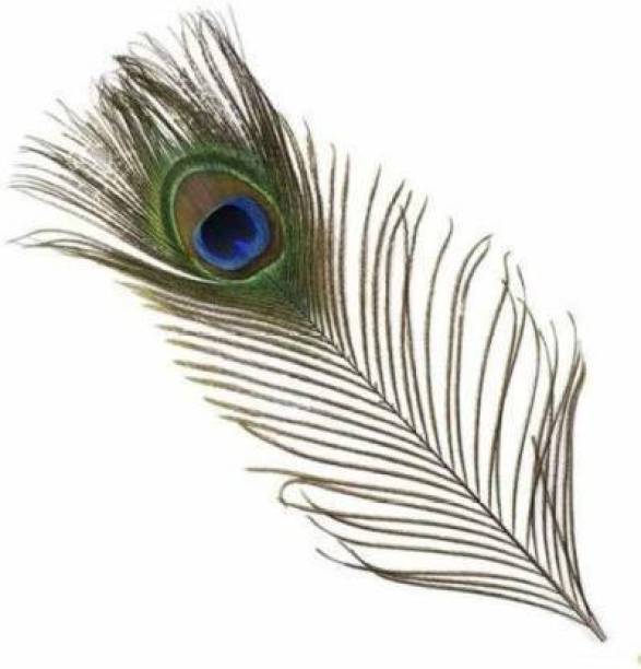 Uphaar Pack of 5 Decorative Feathers