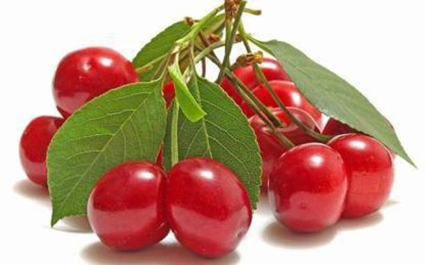 Arlo Cherry Fruit Plant