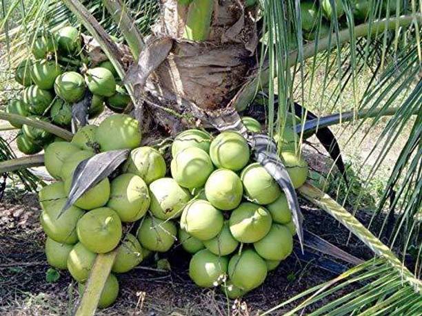 friends co limited Coconut Plant