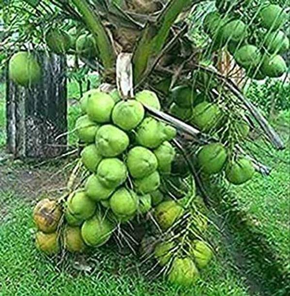 Arlo Coconut Plant