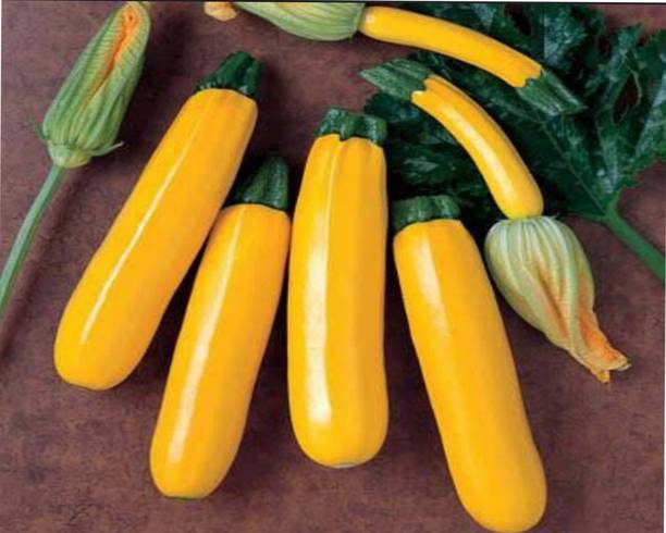 Sjeme YELLOW ZHUCCINI Seed