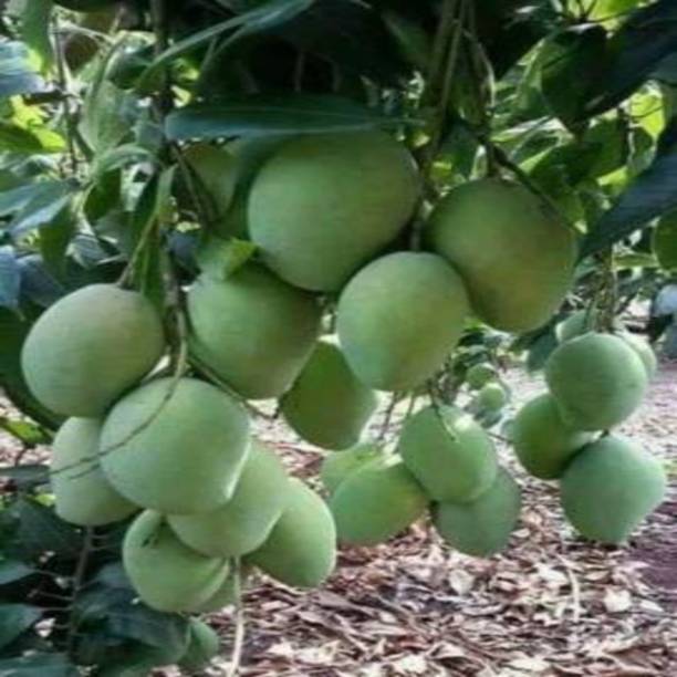 Arlo Mango Plant