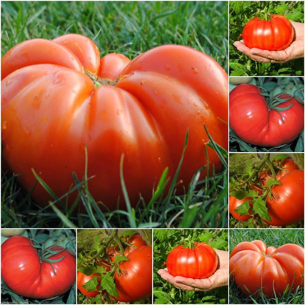 Qualtivate ™ Organic Beefsteak Tomato High Yielding Imported seeds Seed