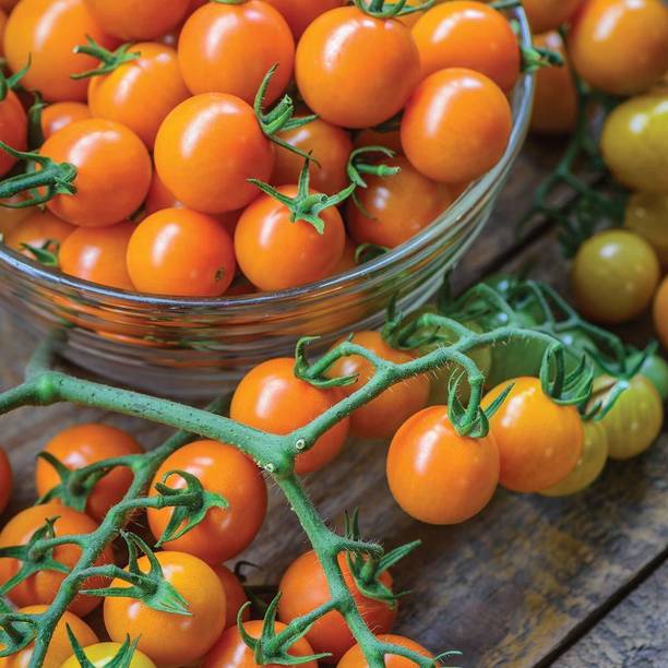 Qualtivate ™ Honeycomb Hybrid Golden Orange Cherry Tomato Rich Flavour Seed
