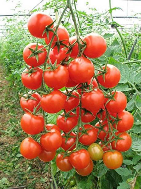 Qualtivate Italian Roma Tomato Seeds Seed