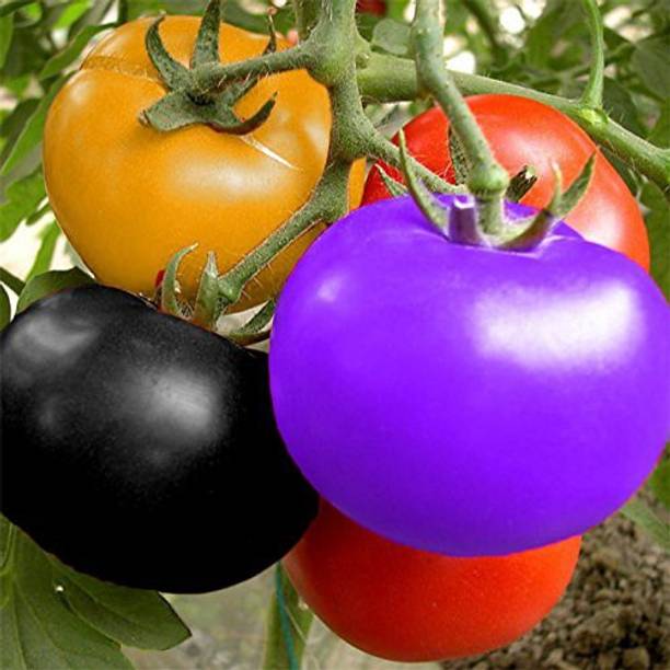 Qualtivate ™ Dwarf Rainbow Tomato Seeds Seed