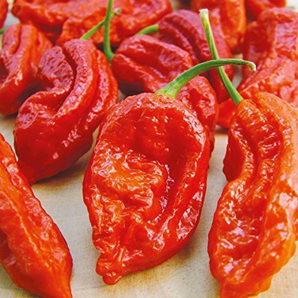 वाइबX ™ XX-828-चिली पेपर बहुत जोलोकिया- नागा जोलोकिया गार्डन रेयर जायंट बीज