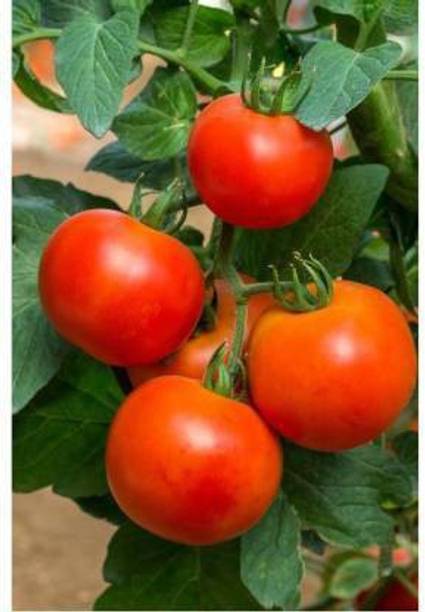 TAMRANSH TOMATO DESI CHERRY SEEDS( 78PER PACKET) Seed